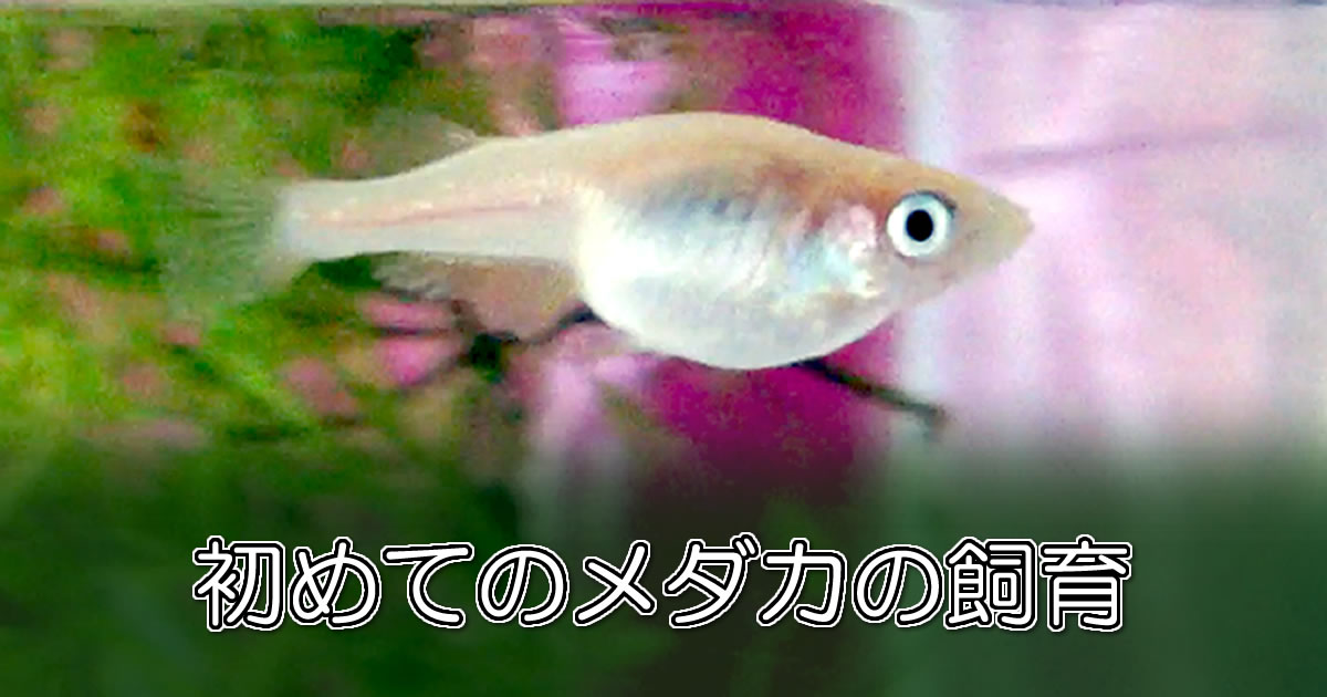 初めてのメダカの飼育
