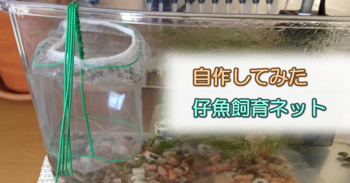メダカの仔魚飼育用ネットを100均材料で自作してみた結果