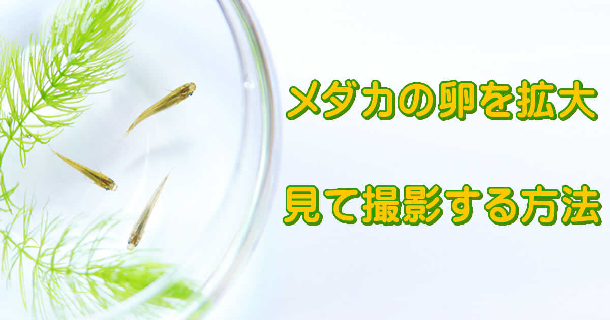 メダカの卵 拡大して観察し撮ってみた